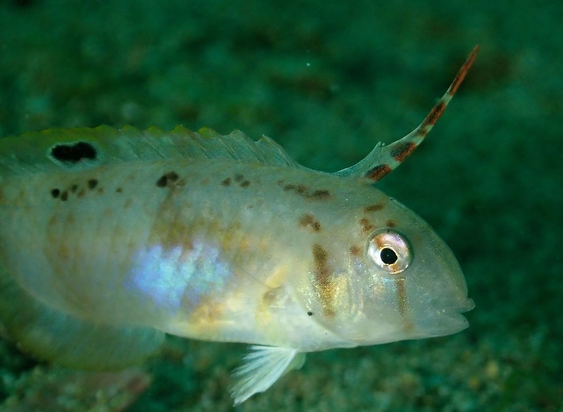 Whitepatch Razorfish - Iniistius aneitensis This Whitepatch Razorfish - Iniistius aneitensis has steep blunt snout; pale grey; large white patch on lower forebody, may display 3-4 dusky bars. When alarmed, they have the ability to dive into sand to hide and also to sleep at night. Anilao,Batangas,Fish,Geotagged,Iniistius aneitensis,Philippines,Razorfish,Spring,Whitepatch razorfish