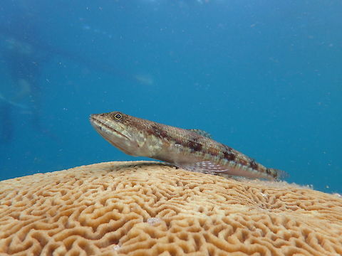 Variegated Lizardfish - Synodus variegatus The Variegated Lizardfish - Synodus variegatus is also known as Reef Lizardfish.
They are usually gray to brown to red with about 6 blotchy saddles; darkish stripe interspersed with pale blotches on mid-side, white stripe below interspersed with dark rectangular markings. Anilao,Batangas,Fish,Geotagged,Lizardfish,Philippines,Reef Lizardfish,Spring,Synodus variegatus,Variegated Lizardfish,Variegated lizardfish