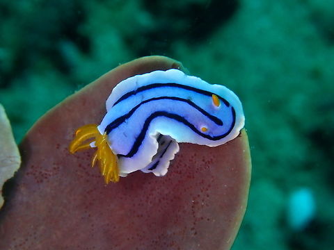 Nudibranch - Chromodoris elisabethina This Chromodoris elisabethina Nudibranch is one of the more common Nudibranch to be found in Philippines. Anilao,Batangas,Chromodoris elisabethina,Geotagged,Nudibranch,Philippines,Spring