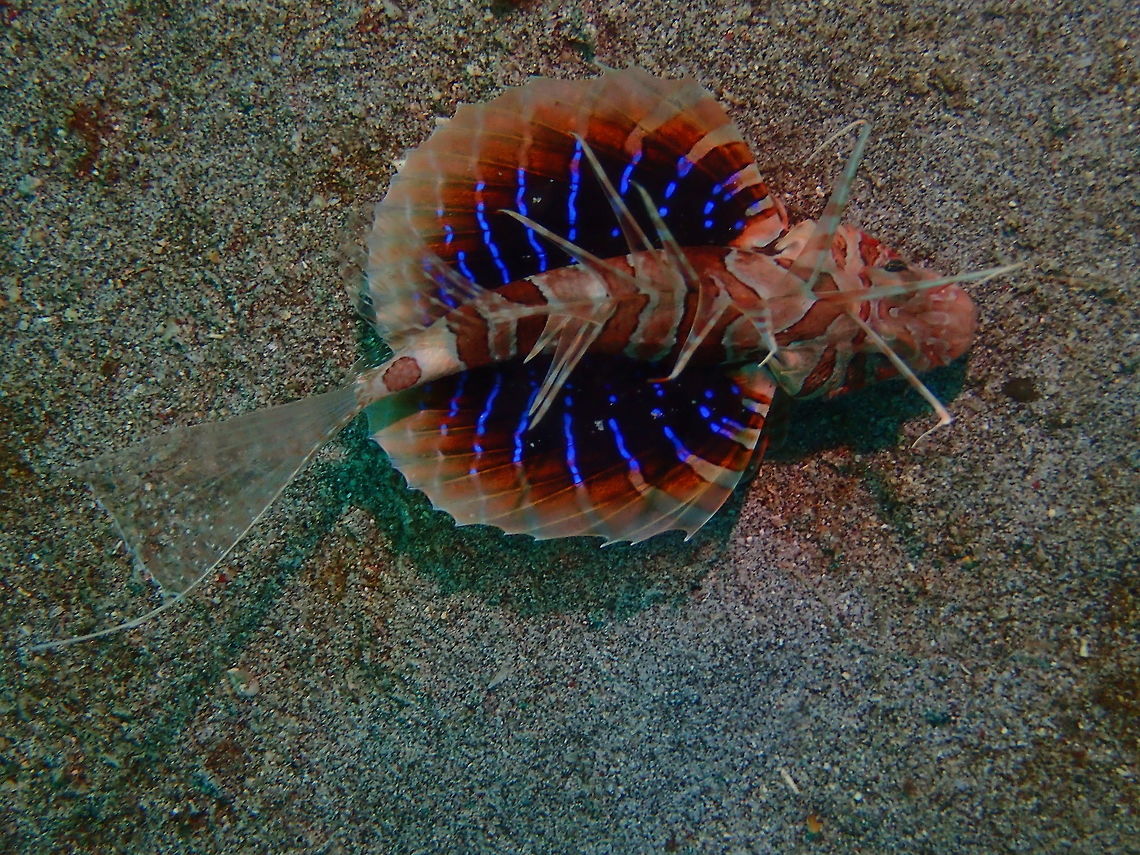 Striking Pectoral Fins From the top view, the Gurnard Lionfish - Parapterois heterura shows very striking and beautiful pectoral fins, probably to warn their predators of their venomous spines. Anilao,Batangas,Blackfoot firefish,Geotagged,Gurnard Lionfish,Lionfish,Parapterois heterura,Philippines,Spring