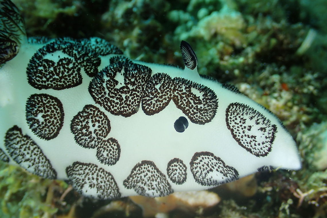 Oreo Cookies This Jorunna funebris Nudibranch is fondly known as Oreo Cookes. It is all white in colours with patches of black or dark brown with black coloured rhinopores and gills. The name funebris is the Latin word for funeral, probably because its colour of White &amp; Black signifies funeral/mourning. Anilao,Batangas,Dotted nudibranch,Geotagged,Jorunna funebris,Nudibranch,Philippines,Spring