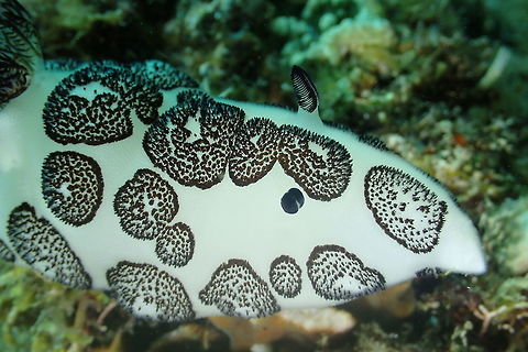 Oreo Cookies This Jorunna funebris Nudibranch is fondly known as Oreo Cookes. It is all white in colours with patches of black or dark brown with black coloured rhinopores and gills. The name funebris is the Latin word for funeral, probably because its colour of White & Black signifies funeral/mourning. Anilao,Batangas,Dotted nudibranch,Geotagged,Jorunna funebris,Nudibranch,Philippines,Spring
