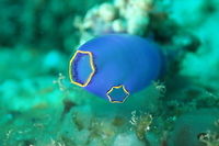 Blue Tunicate - Rhopalaea fusca Like all Tunicates, the Rhopalaea fusca has two tubular openings, known as siphons, through which they draw in and expel water. During their respiration and feeding, they take in water through the incurrent (or inhalant) siphon and expel the filtered water through the excurrent (or exhalant) siphon.  Tunicates are filter feeders.<br />
<br />
Note :<br />
Many pictures online, similar to this documenting records from South East Asia identified this as Clavelina coerulea.  However, in the book 'Pacific Tunicata of the United States National Muzeum) has mentioned Clavelina coerulea, indicating Clavelina coerulea is documented only from Japan (North West Pacific).  For  reference, Page 104<br />
<br />
https://books.google.com.ph/books?id=OXI7AQAAIAAJ&pg=PA104&lpg=PA104&dq=Clavelina+coerulea&source=bl&ots=7Y-veWCF6J&sig=ACfU3U2_wbRD6txvLSmBsqcRKLnKRb_3ZA&hl=en&sa=X&ved=2ahUKEwjx9dDIhqHqAhWl-GEKHSLrDds4ChDoATAAegQICRAB#v=onepage&q=Clavelina coerulea&f=false Anilao,Batangas,Blue Tunicate,Geotagged,Philippines,Rhopalaea fusca,Spring,Tunicate