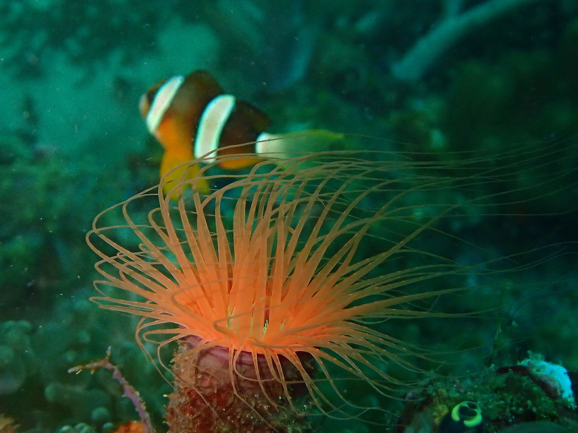 Orange Tube Anemone - Cerianthus membranaceus The Orange Tube Anemone - Cerianthus membranaceus is a variety of Tube Anemone with an orange oral disc, a green mouth area and long orange tentacles that reach out well past its body. They are non-photosynthetic (NPS), which means that they do not have the symbiotic algae zooxanthellae hosted within their bodies to provide their nutritional requirements through photosynthesis. Instead the Orange Tube Anemone uses its stinging tentacles to capture plankton and crustaceans from the water column. The tentacles sting the prey and then move the food towards the Anemones mouth. Tube Anemones differ from other species of Anemones in that they do not have a foot or basal sucker, and instead build up a tube made of hardened mucus, sand, rubble and discharge nettle cells. The tube provides the anemone a safe place to retreat to when threatened by predators or while recovering from stressful events. Orange Tube Anemones are hermaphrodites allowing each specimen to produce both eggs and sperm. However, two specimens are required to reproduce as reproduction takes place sexually with one specimen releasing eggs, while the other releases sperm. Anemone,Cebu,Cerianthus membranaceus,Geotagged,Malapascua,Philippines,Spring,Tube Anemone