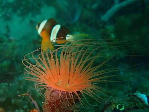 Orange Tube Anemone - Cerianthus membranaceus The Orange Tube Anemone - Cerianthus membranaceus is a variety of Tube Anemone with an orange oral disc, a green mouth area and long orange tentacles that reach out well past its body. They are non-photosynthetic (NPS), which means that they do not have the symbiotic algae zooxanthellae hosted within their bodies to provide their nutritional requirements through photosynthesis. Instead the Orange Tube Anemone uses its stinging tentacles to capture plankton and crustaceans from the water column. The tentacles sting the prey and then move the food towards the Anemones mouth. Tube Anemones differ from other species of Anemones in that they do not have a foot or basal sucker, and instead build up a tube made of hardened mucus, sand, rubble and discharge nettle cells. The tube provides the anemone a safe place to retreat to when threatened by predators or while recovering from stressful events. Orange Tube Anemones are hermaphrodites allowing each specimen to produce both eggs and sperm. However, two specimens are required to reproduce as reproduction takes place sexually with one specimen releasing eggs, while the other releases sperm. Anemone,Cebu,Cerianthus membranaceus,Geotagged,Malapascua,Philippines,Spring,Tube Anemone