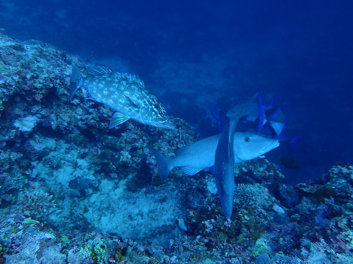 Changing colours This are Long-nosed Emperor - Lethrinus olivaceus, they have the ability to change their colours as they swim between the water column and the reef, probably to make them less visible to their prey or even predators.<br />
In the picture, the fish on the left is swimming towards the reef, hence it takes on the markings on the body.  The fist on the right is even-coloured of silverish as it moves to the water column. Cebu,Fish,Geotagged,Lethrinus olivaceus,Longface emperor,Malapascua,Philippines,Spring