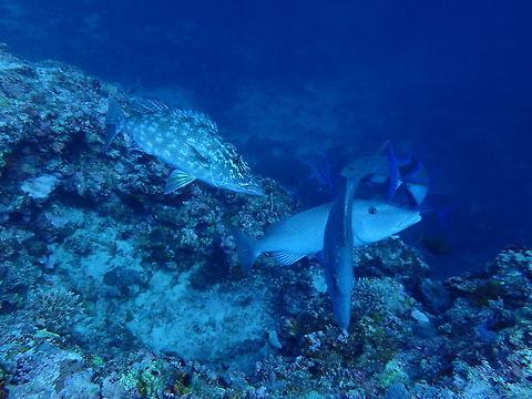 Changing colours This are Long-nosed Emperor - Lethrinus olivaceus, they have the ability to change their colours as they swim between the water column and the reef, probably to make them less visible to their prey or even predators.
In the picture, the fish on the left is swimming towards the reef, hence it takes on the markings on the body.  The fist on the right is even-coloured of silverish as it moves to the water column. Cebu,Fish,Geotagged,Lethrinus olivaceus,Longface emperor,Malapascua,Philippines,Spring