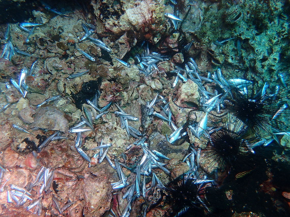 Destruction of fish and reef life by Dynamite fishing :( This picture is to show a reef scene after the destructive method of dynamite fishing which is an illegal method but still used quite frequently in certain parts of Philippines and also Malaysia and Indonesia.<br />
<br />
The cost of home-made dynamite is very cheap to the local fisherman.  After they throw the dynamite, most fish will not die directly or immediately, but will be stunted by the impact and then they just sink to the bottom, dying slowly.  The fishermen will then free dives to collect them.<br />
<br />
In this picture, the dead fishes are Anchovies, not sure of the species.  They are small in size, around 10 cm.  Fishermen likes to target shoals or group of fishes in this method of fishing :( Geotagged,Philippines,Spring,cebu,dynamite fishing,fish,fishing,malapascua