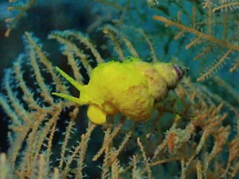 Golden Wantletrap - Epidendrium sordidum This Golden Wantletrap - Epidendrium sordidum are also known as Yellow Sea Snail. Cebu,Epidendrium sordidum,Geotagged,Golden Wanteltrap,Malapascua,Philippines,Sea Snail,Spring,Yellow Sea Snail