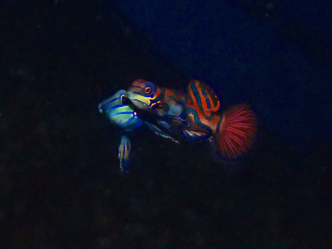 Love at Sunset The Mandarinfish or Mandarin Dragonet (Synchiropus splendidus), is a small, brightly colored member of the dragonet family. The common name of the mandarinfish comes from its extremely vivid colouration, evoking the robes of an Imperial Chinese mandarin.<br />
<br />
The Mandarinfishes have a very interesting behavior; they mate everyday at sunset! Most Divers who wants to look for Mandarin Fish will have to do a Sunset Dive for a better chance to find them. They can also be found at other time of the day, but can be very shy and hides easily. At sunset, the Males (bigger than the Females), will roam his area/territory looking for willing Females. Once a willing Female is located, they will court for a while before the final act of mating, which is quite a sight, it will float 6-10 inches to the water column side by side, the Female will release her Eggs in a cloud for the Male to fertilize. This happens within seconds after which, they quickly swim down to the stag horn corals. The Male will then continue to look for other willing Females.  Occasionally, there could be 2 males fighting over a territory and I have also seen several females fighting to mate with a male.  On the rare occasion, a second female may rush the scene, meaning as the pair floats to the water column, a second female will also follow suit and release her eggs, thereby one male gets to fertilises eggs from 2 females at the same time.  What a lucky guy! :D Courting,Fish,Geotagged,Malapascua,Mandarin Dragonet,Mandarinfish,Philippines,Spring,Synchiropus splendidus,cebu