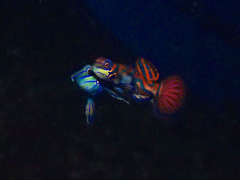 Love at Sunset The Mandarinfish or Mandarin Dragonet (Synchiropus splendidus), is a small, brightly colored member of the dragonet family. The common name of the mandarinfish comes from its extremely vivid colouration, evoking the robes of an Imperial Chinese mandarin.

The Mandarinfishes have a very interesting behavior; they mate everyday at sunset! Most Divers who wants to look for Mandarin Fish will have to do a Sunset Dive for a better chance to find them. They can also be found at other time of the day, but can be very shy and hides easily. At sunset, the Males (bigger than the Females), will roam his area/territory looking for willing Females. Once a willing Female is located, they will court for a while before the final act of mating, which is quite a sight, it will float 6-10 inches to the water column side by side, the Female will release her Eggs in a cloud for the Male to fertilize. This happens within seconds after which, they quickly swim down to the stag horn corals. The Male will then continue to look for other willing Females.  Occasionally, there could be 2 males fighting over a territory and I have also seen several females fighting to mate with a male.  On the rare occasion, a second female may rush the scene, meaning as the pair floats to the water column, a second female will also follow suit and release her eggs, thereby one male gets to fertilises eggs from 2 females at the same time.  What a lucky guy! :D Courting,Fish,Geotagged,Malapascua,Mandarin Dragonet,Mandarinfish,Philippines,Spring,Synchiropus splendidus,cebu