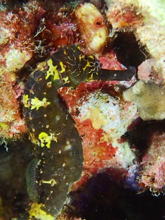 Tigertail Seahorse - Hippocampus  comes The Tigertail Seahorse - &#039;Hippocampus comes&#039; has the common pattern of alternating yellow and black. The tail has stripes from the belly to the tip of the tail. Cebu,Geotagged,Hippocampus comes,Malapascua,Philippines,Seahorse,Spring,Tiger Tail seahorse