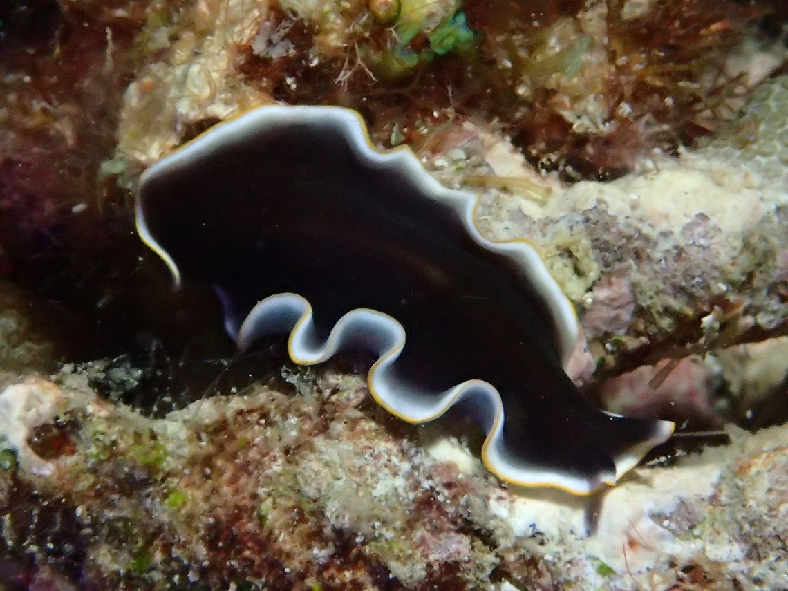 Flatworm - Pseudoceros prudhoei This Pseudoceros prudhoei is black in colour with white and yellow on the edges. Cebu,Flatworm,Geotagged,Malapascua,Philippines,Prudhoe's Flatworm,Pseudoceros prudhoei,Spring