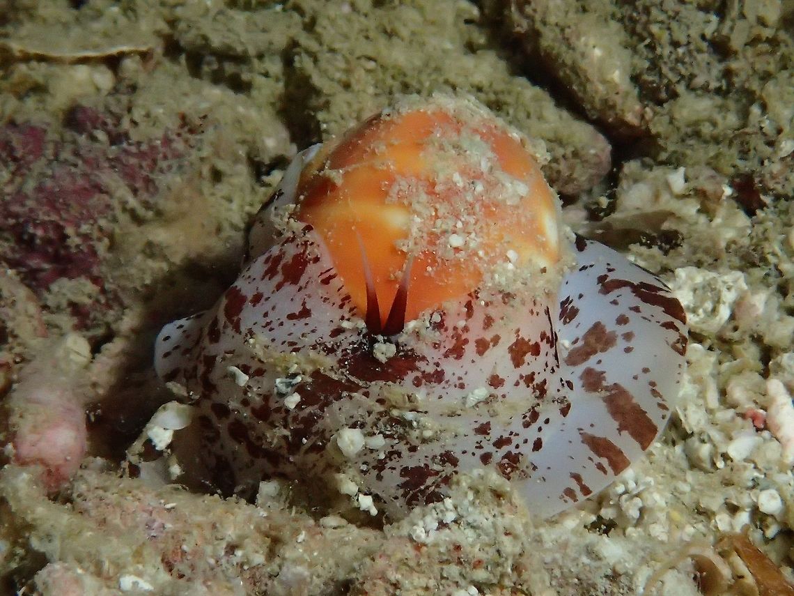 Helmet Shell - Semicassis labiata The Helmet Shell - Semicassis labiata (formerly also known as Phalium labiatum) is a species of large predatory sea snail, a marine gastropod mollusc.<br />
<br />
There are 3 known/recognised sub-species :<br />
<br />
Semicassis labiata iheringi (Carcelles, 1953)<br />
Semicassis labiata labiata (G. Perry, 1811)<br />
Semicassis labiata zeylanica (Lamarck, 1822)<br />
<br />
Am not sure which sub-species this particular Spotting is of. Cebu,Geotagged,Helmet Shell,Malapascua,Philippines,Sea Shell,Semicassis labiata,Shell,Spring