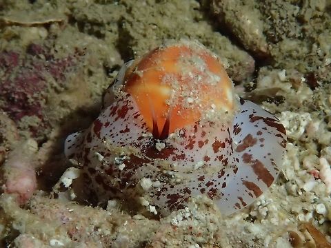 Helmet Shell - Semicassis labiata The Helmet Shell - Semicassis labiata (formerly also known as Phalium labiatum) is a species of large predatory sea snail, a marine gastropod mollusc.

There are 3 known/recognised sub-species :

Semicassis labiata iheringi (Carcelles, 1953)
Semicassis labiata labiata (G. Perry, 1811)
Semicassis labiata zeylanica (Lamarck, 1822)

Am not sure which sub-species this particular Spotting is of. Cebu,Geotagged,Helmet Shell,Malapascua,Philippines,Sea Shell,Semicassis labiata,Shell,Spring