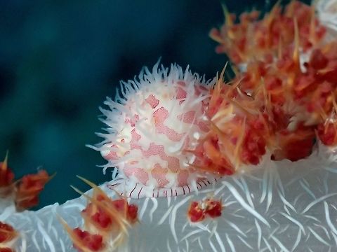 Allied Cowrie Shell - Diminovula punctata The Allied Cowrie Shell - Diminovula punctata is small in size, around 1 cm, white colour with pink markings on both its shell and mantle. It is usually found on Soft Corals which they feeds on and they are very well camouflaged among the Soft Corals. Allied cowrie shell,Cowrie,Cowrie Shell,Diminovula punctata,Geotagged,Malapascua,Philippines,Sea Shell,Spring,cebu