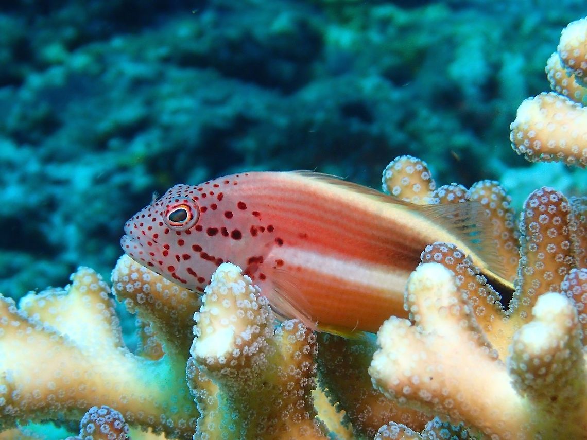 Freckled Hawkfish - Paracirrhites forsteri This Freckled Hawkfish - Paracirrhites forsteri is yellow, short diagonal black line behind eye. Colors quite varibale, most commonly shades of brown, numerous small spots &#039;freckles&#039; on head and forebody, brown striped area toward rear of body. Black-sided hawkfish,Cebu,Fish,Freckled Hawkfish,Geotagged,Hawkfish,Malapascua,Paracirrhites forsteri,Philippines,Spring