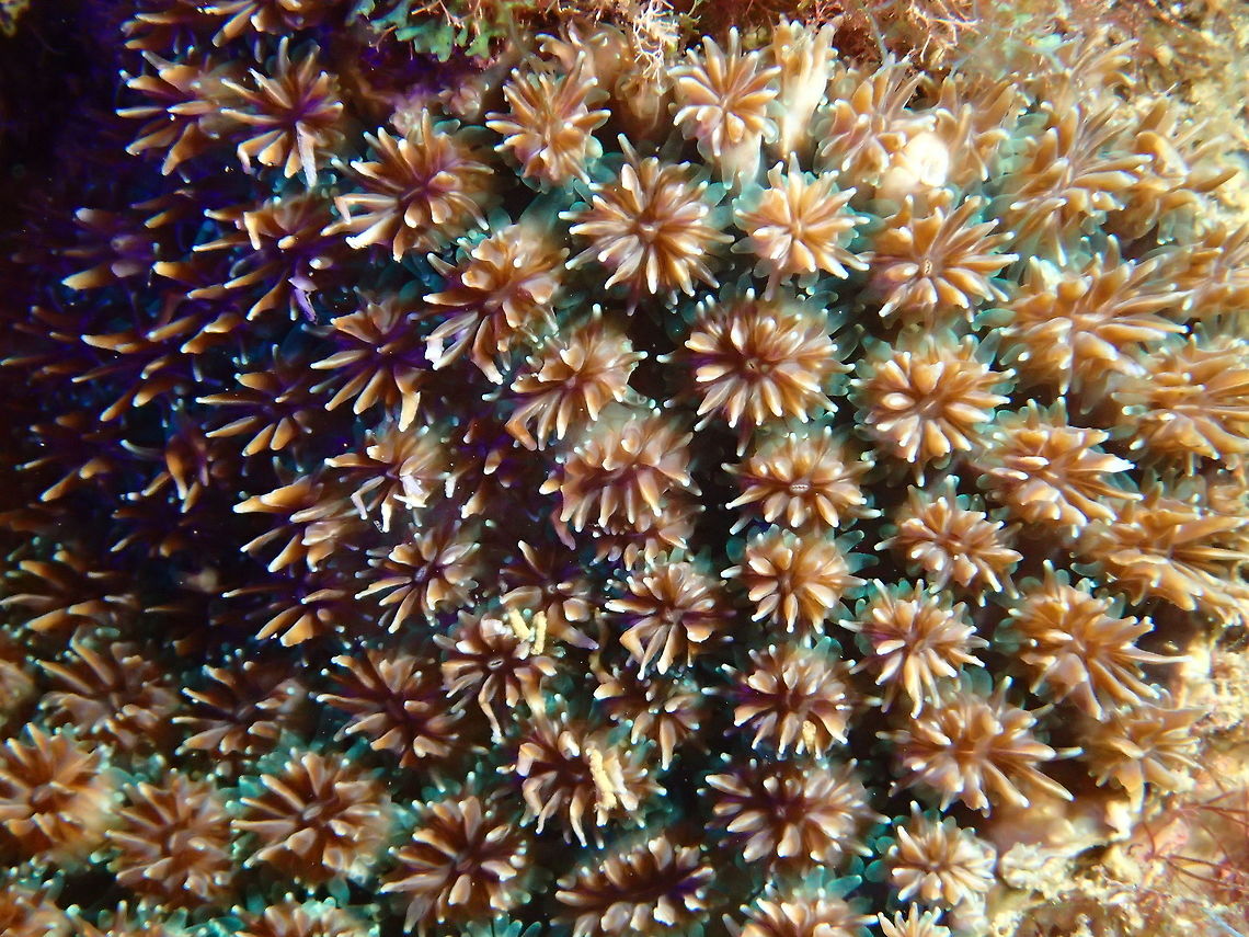 Colonial Stony Coral - Galaxea fascicularis Galaxea fascicularis is a species of colonial stony coral, commonly known as octopus coral, fluorescence grass coral, galaxy coral among various vernacular names.<br />
<br />
 Coral.Malapascua,Galaxea fascicularis,Geotagged,Philippines,Spring,Stony Coral,cebu