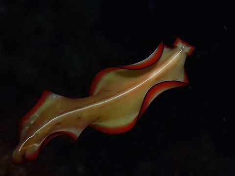 Pseudoceros bimarginatus