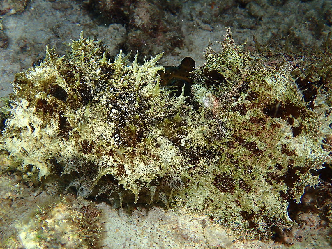 Wedge Sea Hare - Dolabella auricularia Dolabella auricularia is a Sea Hare with a rather different shape than species of Aplysia. In Dolabella the back, or posterior end of the body is a sloping disc-like shield, with papillae around the edge and one large exhalant siphon in the middle. Buried in the tissue of this &quot;back shield&quot; is a large flattened, quite heavily calcified shell. In the midline, in front of the shield is a smaller groove which houses the inhalant siphon which draws water in to the almost totally enclosed mantle cavity. In the top photo the arrows show the locality of these two siphons.<br />
<br />
Dolabella is quite variable in colour but it is always mottled shades of green and brown which make it extremely well camouflaged in nature. It is normally found in sheltered bays or lagoons, in grass beds or on sand or mud. It can also be found in large intertidal rockpools. Sometimes the only way you know it around is when you stand on it and it releases the tell-tale reddish purple aplysiid &quot;ink&quot;. It feeds on a variety of brown green and red macroalgae and Pennings et al (1993) suggest that Dolabella actively maintains a mixed diet in preference to feeding on a single species of algae. Dolabella auricularia,Geotagged,Malapascua,Philippines,Sea Hare,Spring,Wege Sea Share,cebu