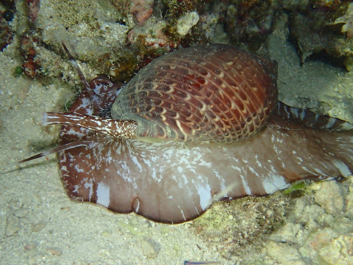 Partridge Tun - Tonna perdix The Partridge Tun - Tonna perdix is a highly specialized carnivorous predator, preying on sea cucumbers. Geotagged,Malapascua,Partridge Tun,Partridge tun,Philippines,Sea Snail,Spring,Tonna perdix,cebu