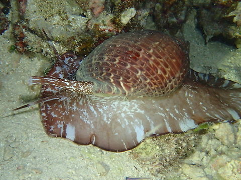 Partridge Tun - Tonna perdix The Partridge Tun - Tonna perdix is a highly specialized carnivorous predator, preying on sea cucumbers. Geotagged,Malapascua,Partridge Tun,Partridge tun,Philippines,Sea Snail,Spring,Tonna perdix,cebu