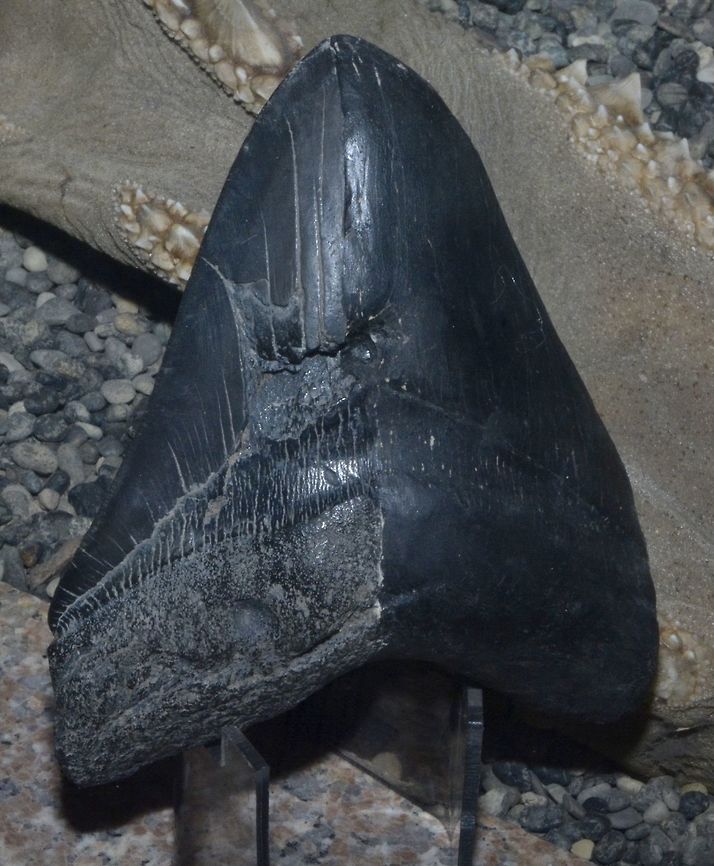 Fossilised Teeth of Megalodon Shark This is a fossilised teeth of a Megalodon Shark - Carcharodon megalodon.<br />
The size of this teeth is around 15-16 cm with the biggest teeth recorded was around 18 cm.<br />
<br />
Megalodon Shark is supposedly the biggest Sharks ever lived on earth, up to 15 meters in length.<br />
<br />
This fossilised teeth was seen at D'Bone Museum in Davao, owned by a personal friend from US.<br />
He found the teeth when in US. C. megalodon,Carcharodon megalodon or Carcharocles megalodon,Davao,Fossil,Fossilised Teeth,Geotagged,Mindanao,Philippines,Shark,Spring,Teeth