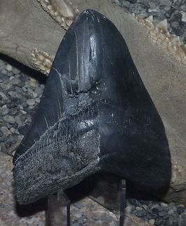 Fossilised Teeth of Megalodon Shark This is a fossilised teeth of a Megalodon Shark - Carcharodon megalodon.
The size of this teeth is around 15-16 cm with the biggest teeth recorded was around 18 cm.

Megalodon Shark is supposedly the biggest Sharks ever lived on earth, up to 15 meters in length.

This fossilised teeth was seen at D'Bone Museum in Davao, owned by a personal friend from US.
He found the teeth when in US. C. megalodon,Carcharodon megalodon or Carcharocles megalodon,Davao,Fossil,Fossilised Teeth,Geotagged,Mindanao,Philippines,Shark,Spring,Teeth