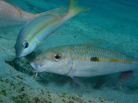 Yellowstriped Goatfish - Mulloidichthys flavolineatus  Anilao,Batangas,Fish,Geotagged,Goatfish,Mulloidichthys flavolineatus,Philippines,Spring,Yellowstripe goatfish