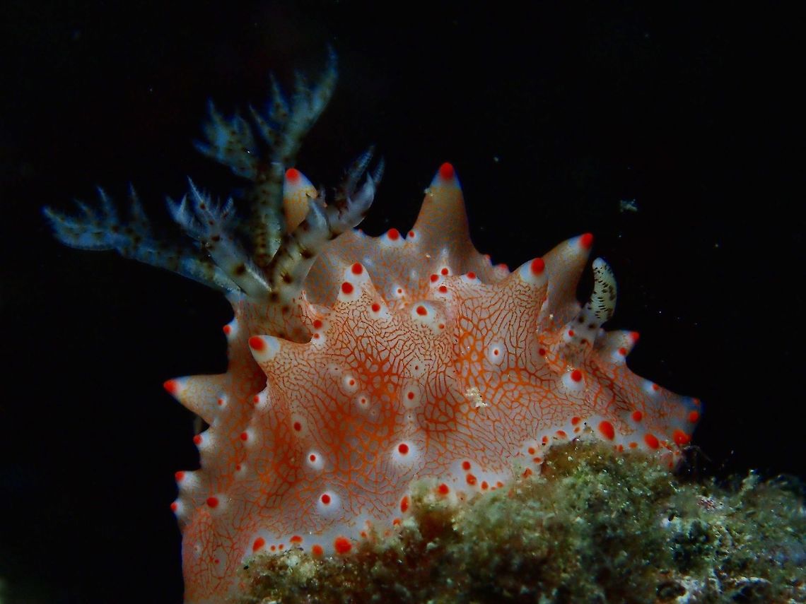 Nudibranch - Halgerda batangas This Halgerda batangas Nudibranch is white in colour with pink/orange markings.  Both its rhinopores and gills have black spots on them.<br />
<br />
The holotype live specimen was from Cebu and a paratype was from Anilao, Batangas where I saw this one and also where it get its name from. Anilao,Batangas,Batangas Halgerda,Geotagged,Halgerda batangas,Nudibranch,Philippines,Spring