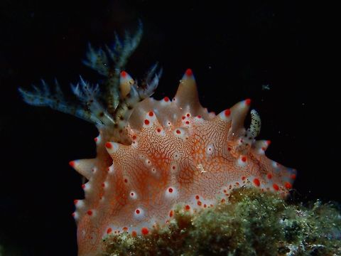 Nudibranch - Halgerda batangas This Halgerda batangas Nudibranch is white in colour with pink/orange markings.  Both its rhinopores and gills have black spots on them.

The holotype live specimen was from Cebu and a paratype was from Anilao, Batangas where I saw this one and also where it get its name from. Anilao,Batangas,Batangas Halgerda,Geotagged,Halgerda batangas,Nudibranch,Philippines,Spring