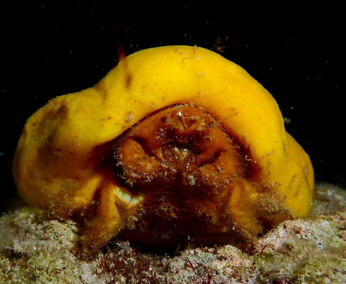 Hats of Napoleon Bonaparte? This is a cute juvenile Sleepy Sponge Crab - Tumidodromia dormia. The Crab is just around 3 cm width and is carrying a sponge to protect itself. They carry the sponge using a pair of hind legs and over a period of time, the indentation of the sponge will fits nicely over the carapace. Anilao,Batangas,Crab,Decorator Crab,Geotagged,Philippines,Sleepy Sponge Crab,Sponge Crab,Sponge Decorator Crab,Spring,Tumidodromia dormia