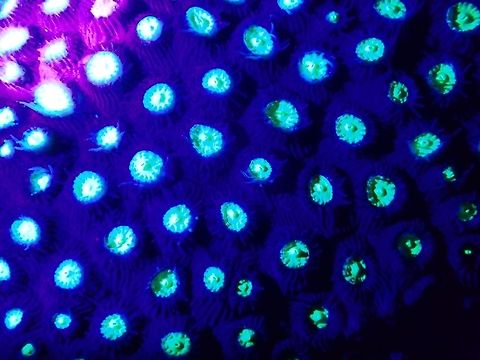 Glowing under UV light This is Star Coral - Favites petagona under UV light. Some species of corals have the ability to glow when UV light is shine on them.

Picture of the same colony of Corals under regular LED light can be seen here :

https://www.jungledragon.com/image/47420/star_coral_-_favites_petagona.html
 Anilao,Batangas,Favites pentagona,Favites petagona,Geotagged,Philippines,Spring,Star Coral,UV light,Ultra Violet Light,coral