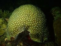 Star Coral - Favites petagona This is the same colony of Star Coral - Favites petagona as from previous Spotting, which was under UV light :<br />
<br />
https://www.jungledragon.com/image/47419/glowing_under_uv_light.html<br />
<br />
<br />
Anilao,Batangas,Coral,Favites pentagona,Favites petagona,Geotagged,Philippines,Spring,Star Coral