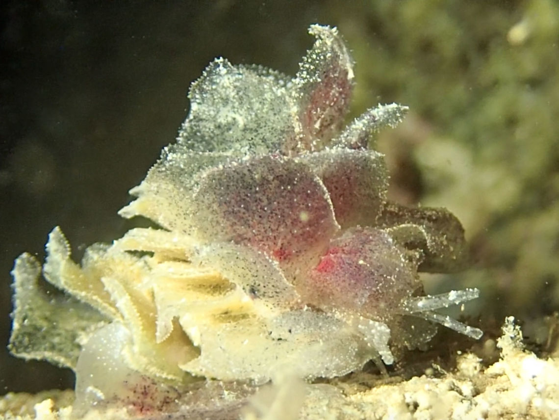 Sacoglossan Sea Slug - Polybranchia sp This is a Sacoglossan Sea Slug, also known as Sap Sucking Slug from the genus Polybranchia. As the species from this genus can be highly variable and they are not well studied, I was only able to obtain the ID from a Nudibranch expert to only the genus level i.e. Polybranchia. This one could possibly be Polybranchia orientalis. Anilao,Batangas,Fall,Geotagged,Nudibranch,Philippines,Polybranchia sp