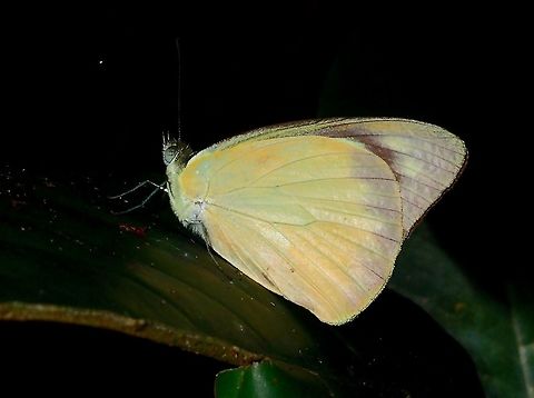 Malaysian Albatross - Saletara liberia nathalia This is Butterfly Malaysian Albatross - Saletara liberia nathalia is a sub-species reported from the island of Luzon, Philippines. Butterfly,Geotagged,Luzon,Malaysian albatross,North Luzon,Philippines,Saletara liberia,Saletara liberia nathalia,Spring