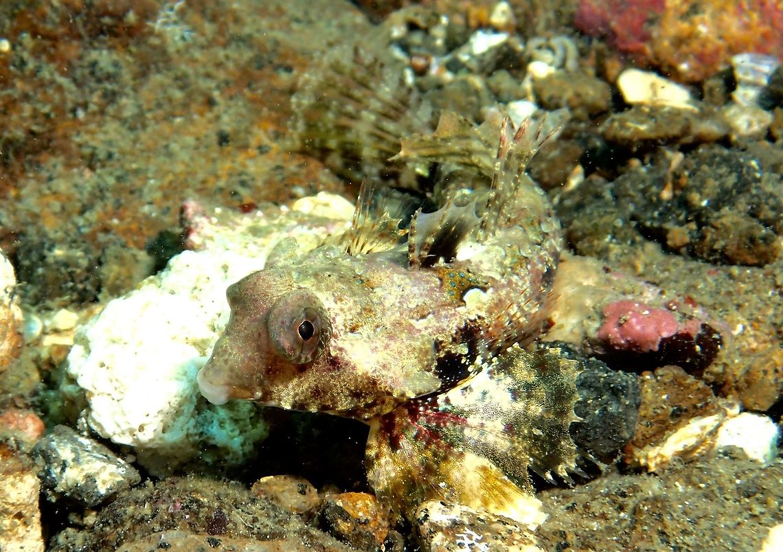 Bartel's Dragonet - Synchiropus bartlesi This Bartel&#039;s Dragonet - Synchiropus bartlesi are bottom dwellers, usually found among coral rubbles, where they can  camouflage easily in the environment. Anilao,Bartel's Dragonet,Batangas,Dragonet,Fish,Geotagged,Philippines,Spring,Synchiropus bartlesi