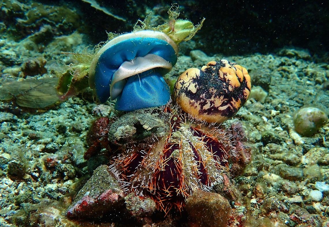 Collector Urchin - Tripneustes gratilla This particular Collector Urchin - Tripneustes gratilla has collected some human garbage and even a tunicate to decorate its back, showing its true form, a Collector.  Usually, they carry or collects smaller stuff but this one thinks Big! Anilao,Batangas,Collector urchin,Geotagged,Philippines,Sea Urchin,Spring,Tripneustes gratilla,Urchin