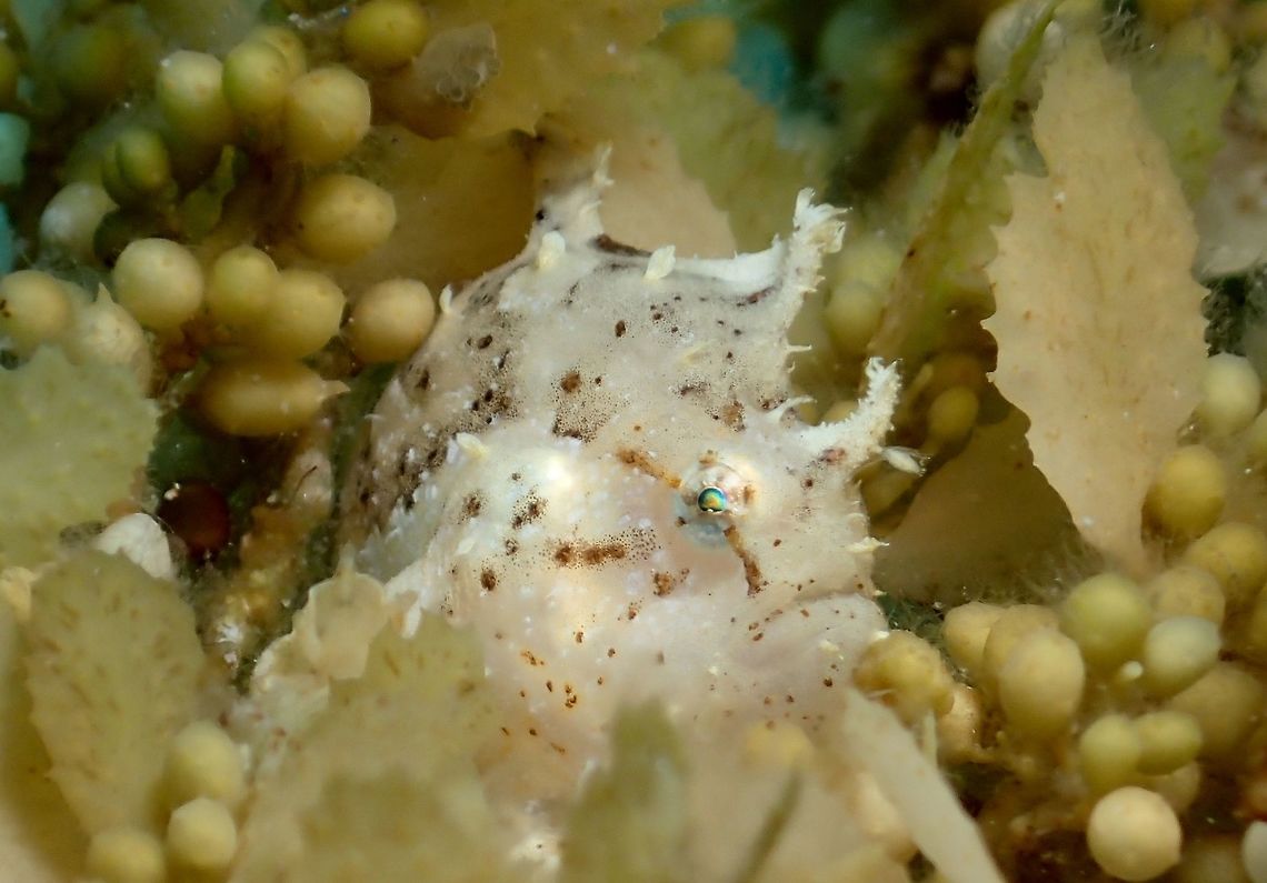 Sargassum Frogfish - Histrio histrio The Sargassum Frogfish - Histrio histrio got its common name for the fact that they lives exclusively on Sargassum weeds that floats on the ocean surface. This picture is of a juvenile, around 2 cm in size and its colouration is very similar to the Sargassum weed for camouflage. When they are bigger, they tends to take on darker bands which is only showing as spots in juveniles.<br />
<br />
Like all Frogfishes, they are ambush predators. They will just 'sit' still on the Sargassum weed and hunt/feeds on juvenile fishes that also uses the Sargassum weed for protection.<br />
<br />
Picture of the environment they lives in can be seen here :<br />
<br />
<figure class="photo"><a href="https://www.jungledragon.com/image/47426/can_you_see_me.html" title="Can you see me?"><img src="https://s3.amazonaws.com/media.jungledragon.com/images/2994/47426_thumb.jpg?AWSAccessKeyId=05GMT0V3GWVNE7GGM1R2&Expires=1759968010&Signature=cQy8CGBZk3O7ieX2dUeWl0ao2DQ%3D" width="200" height="150" alt="Can you see me? This juvenile Sargassum Frogfish - Histrio histrio is the same one as previous Spotting.<br />
This picture is taken from outside of water, to show the Sargassum weed floating on the sea surface and you probably be able to see the Frogfish among them.<br />
<br />
A close-up picture of the Frogfish can be seen here :<br />
<br />
https://www.jungledragon.com/image/47425/sargassum_frogfish_-_histrio_histrio.html<br />
Anilao,Batangas,Fish,Frogfish,Geotagged,Histrio histrio,Philippines,Sargassum Frogfih,Sargassum fish,Spring" /></a></figure><br />
Anilao,Batangas,Fish,Frogfish,Geotagged,Histrio histrio,Philippines,Sargassum Frogfish,Sargassum fish,Spring