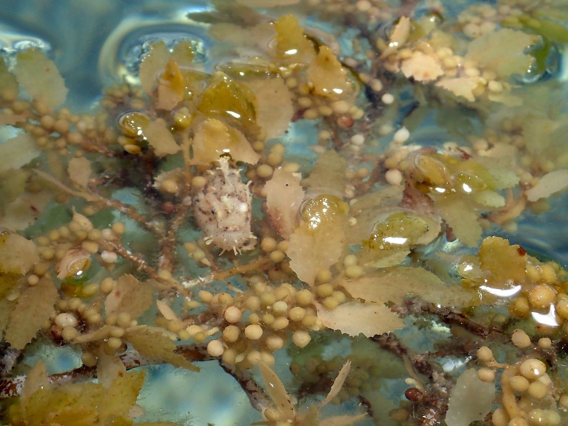 Can you see me? This juvenile Sargassum Frogfish - Histrio histrio is the same one as previous Spotting.<br />
This picture is taken from outside of water, to show the Sargassum weed floating on the sea surface and you probably be able to see the Frogfish among them.<br />
<br />
A close-up picture of the Frogfish can be seen here :<br />
<br />
<figure class="photo"><a href="https://www.jungledragon.com/image/47425/sargassum_frogfish_-_histrio_histrio.html" title="Sargassum Frogfish - Histrio histrio"><img src="https://s3.amazonaws.com/media.jungledragon.com/images/2994/47425_thumb.jpg?AWSAccessKeyId=05GMT0V3GWVNE7GGM1R2&Expires=1759968010&Signature=0fnL%2FpEwOWDOnCnqCv7a9gKk5C0%3D" width="200" height="140" alt="Sargassum Frogfish - Histrio histrio The Sargassum Frogfish - Histrio histrio got its common name for the fact that they lives exclusively on Sargassum weeds that floats on the ocean surface.  This picture is of a juvenile, around 2 cm in size and its colouration is very similar to the Sargassum weed for camouflage.  When they are bigger, they tends to take on darker bands which is only showing as spots in juveniles.<br />
<br />
Like all Frogfishes, they are ambush predators. They will just &#039;sit&#039; still on the Sargassum weed and hunt/feeds on juvenile fishes that also uses the Sargassum weed for protection.<br />
<br />
Picture of the environment they lives in can be seen here :<br />
<br />
https://www.jungledragon.com/image/47426/can_you_see_me.html<br />
 Anilao,Batangas,Fish,Frogfish,Geotagged,Histrio histrio,Philippines,Sargassum Frogfish,Sargassum fish,Spring" /></a></figure><br />
 Anilao,Batangas,Fish,Frogfish,Geotagged,Histrio histrio,Philippines,Sargassum Frogfih,Sargassum fish,Spring