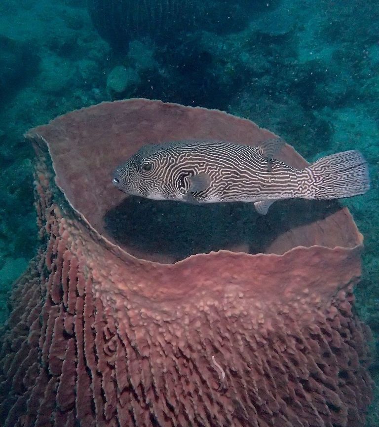 Map Puffer - Arothron mappa The Map Puffer - Arothron mappa got their name from the markings on its body. Anilao,Arothron mappa,Batangas,Geotagged,Map puffer,Philippines,Puffer,Pufferfish,Spring