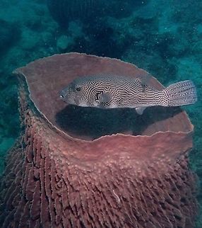 Map Puffer - Arothron mappa The Map Puffer - Arothron mappa got their name from the markings on its body. Anilao,Arothron mappa,Batangas,Geotagged,Map puffer,Philippines,Puffer,Pufferfish,Spring