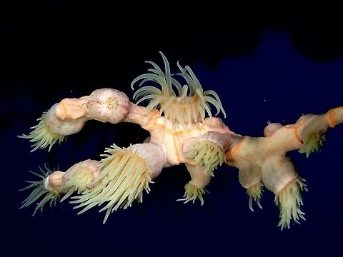 Gorgonian Wrapper - Nemanthus nitidus This Gorgonian Wrapper - Nemanthus nitidus are Sea Anemone that tends to settle on Whip and Gorgonian Corals, hence its common name. They are parasitic Sea Anemoe. Anemone,Geotagged,Gorgonian Wrapper,Moal-Boal,Nemanthus nitidus,Pescador Island,Philippines,Sea Anemone,Summer,cebu