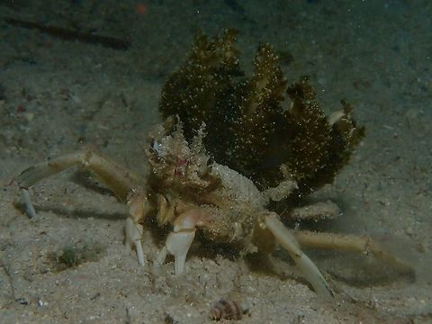 Jellyfish Carrying Crab - Ethusa sp. This Crab from the genus of Ethusa has the  tendency to carry the Upside-Down Jellyfish from the genus Cassiopeia.
It seems to be a mutualistic symbiosis whereby the Crab get the protections from the Upside-Jellyfish, whereas the Jellyfish gets to be carried around by the Crab. Crab,Ethusa,Ethusa sp,Geotagged,Jellyfish,Moal-Boal,Philippines,Summer,cebu
