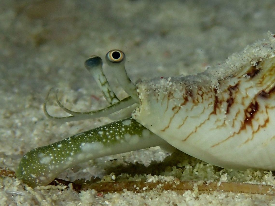 Cone Snail - Euprotomus bulla Cone Snail - Euprotomus bulla.  They are nocturnal creatures and are usually buried in the sands during day time and come out at night to feeds.  They crawl around and using their proboscis to feel for prey/food.<br />
<br />
This was wrongly identified as Euprotomus vomer previously. Cebu,Cone Snail,Euprotomus bulla,Geotagged,Moal-Boal,Philippines,Snail,Summerm