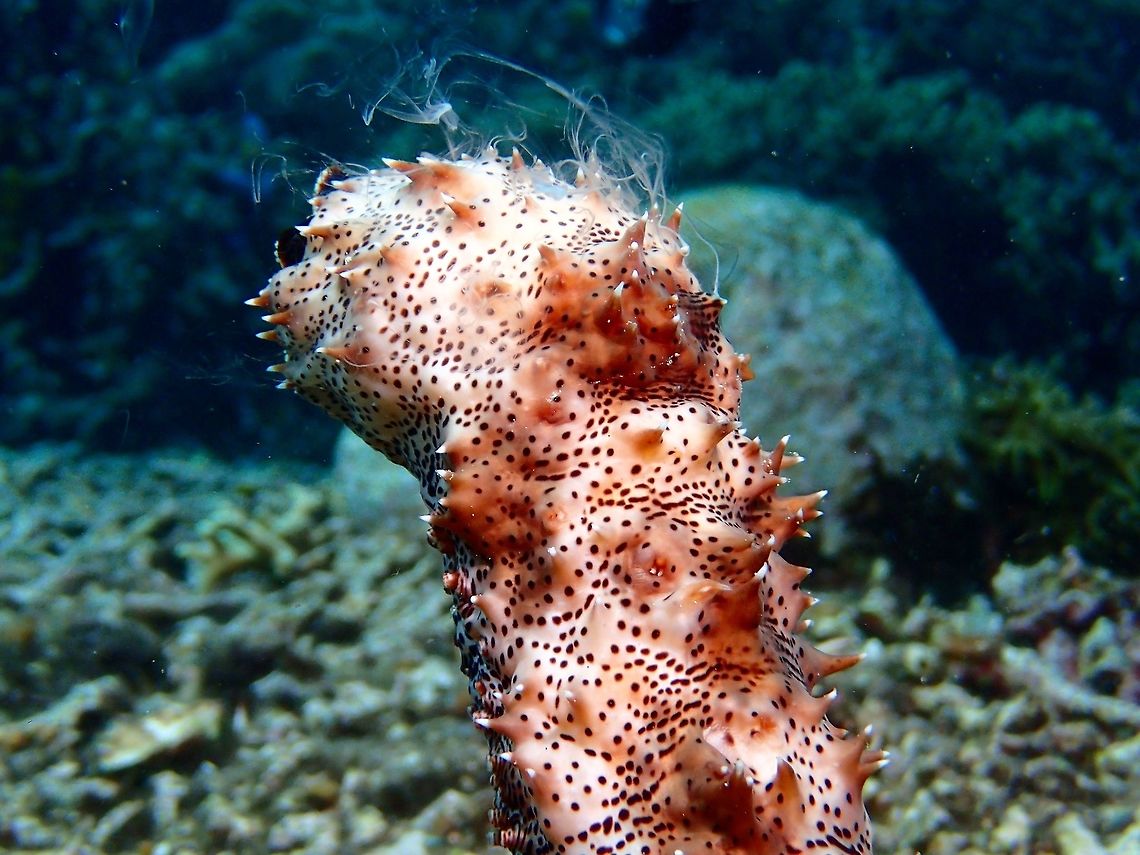 Spawning Sea Cucumber This is a Blackspotted Sea Cucumber - Pearsonothuria graeffei spawning. The whitish stuff on the top of the picture is either the egg mass or sperm of the Sea Cucumber. Blackspotted Sea Cucumber,Geotagged,Graeffe's sea cucumber,Moal-Boal,Pearsonothuria graeffei,Philippines,Sea Cucumber,Spawning,Summer,cebu