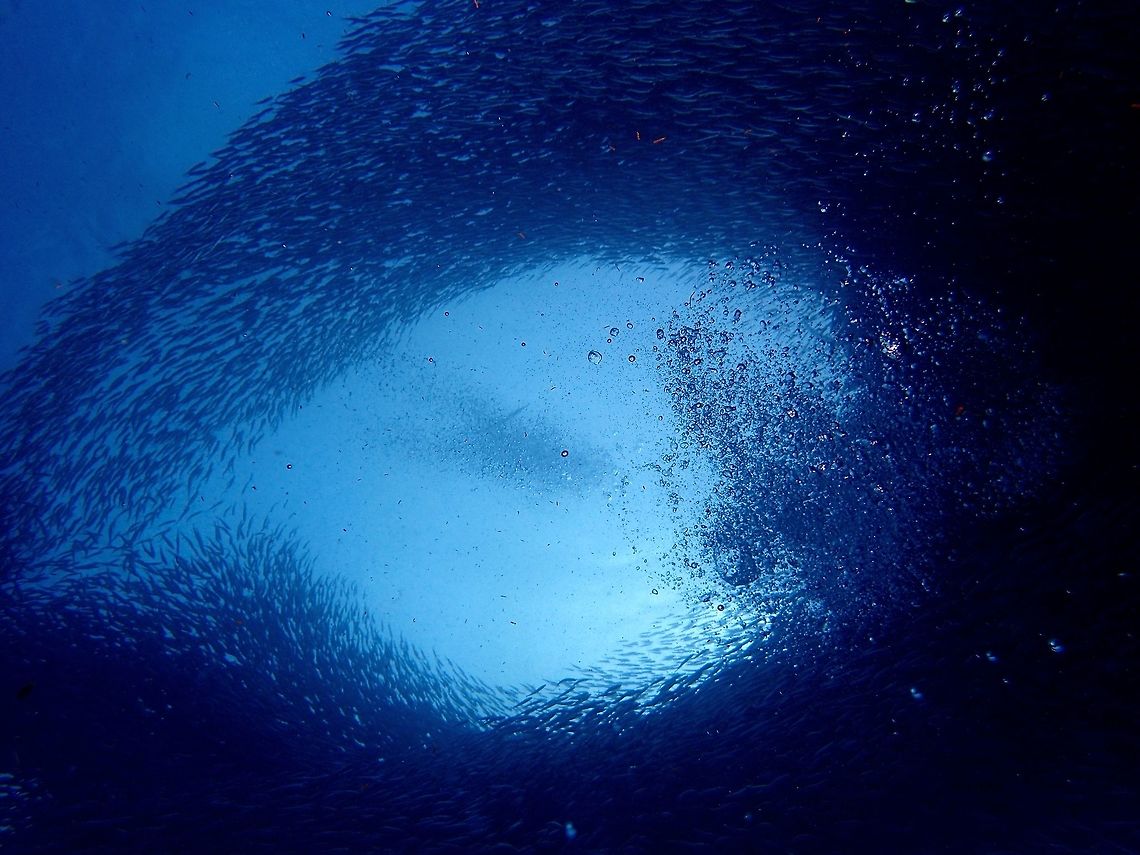 I ♥ Sardines! This is a big shoal of Sardines found in Moal-Boal. They are not always there but when they are there, they could stay for months or years and may disappears completely for a period of time.<br />
<br />
There are millions of them and they create an amazing sight with their movements as they avoid bubbles or predator fishes hunting among them.<br />
<br />
Am not definitely sure, but this shoal of Sardines could be Sardinella lemuru (Bali sardinella). They are ray-finned fish in the genus Sardinella found in the Eastern Indian Ocean and in the Western Pacific Ocean, in the area that stretches from southern Japan through the Malay Archipelago to the western Australia.[ Bali sardinella,Geotagged,Moal-Boal,Philippines,Sardinella lemuru,Sardines,Summer