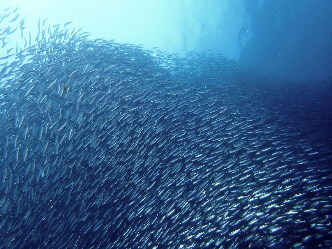 Bali Sardines - Sardinella lemuru A closer picture of the packed shoal of Sardines.  When they are closely packed together, it is hardly possible to see through the &#039;wall&#039;.  And when swimming with the Sardines, its also like swimming in the water full of fish poo! Bali sardinella,Fish,Geotagged,Moal-Boal,Philippines,Sardinella lemuru,Sardines,Summer,cebu