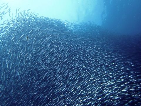Bali Sardines - Sardinella lemuru A closer picture of the packed shoal of Sardines.  When they are closely packed together, it is hardly possible to see through the 'wall'.  And when swimming with the Sardines, its also like swimming in the water full of fish poo! Bali sardinella,Fish,Geotagged,Moal-Boal,Philippines,Sardinella lemuru,Sardines,Summer,cebu