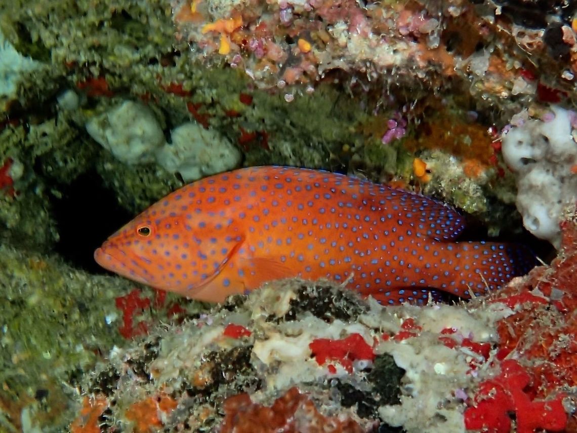 Coral Grouper - Cephalopholis miniata The Coral Grouper - Cephalopholis miniata is orange-red to brownish with numerous dark-edged blue spots; a narrow blue margin on all fins except pectorals, occasionally display pale bars. Cephalopholis miniata,Coral Grouper,Coral hind,Fish,Geotagged,Grouper,Philippines,Summer,moal-boal
